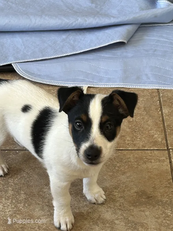 Rufus – Jack Russell Terrier puppy for sale in Chelmsford, MA