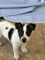 Rufus, a male Jack Russell Terrier for sale in Chelmsford, MA – 1 of 1