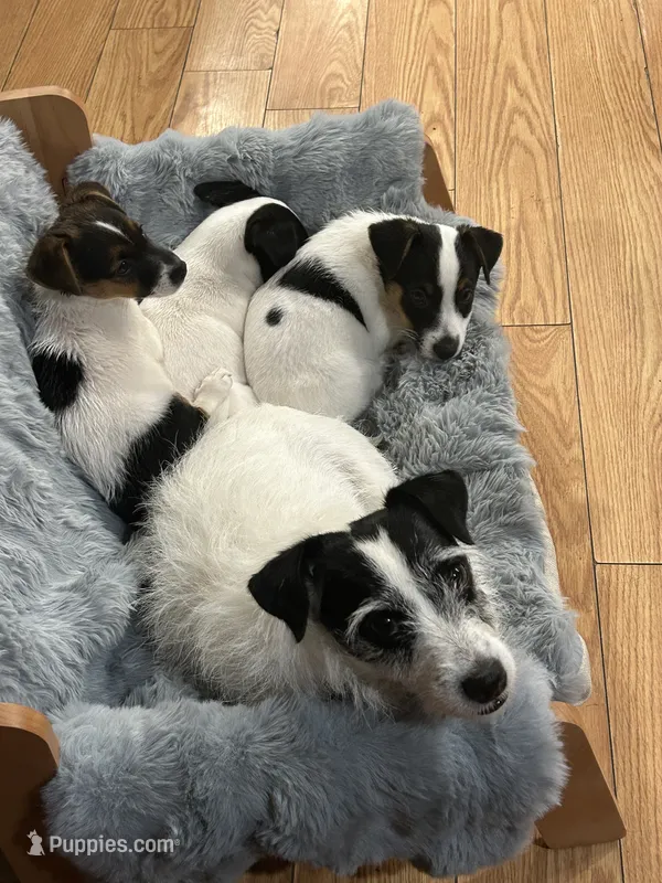 Rufus – Jack Russell Terrier puppy for sale in Chelmsford, MA