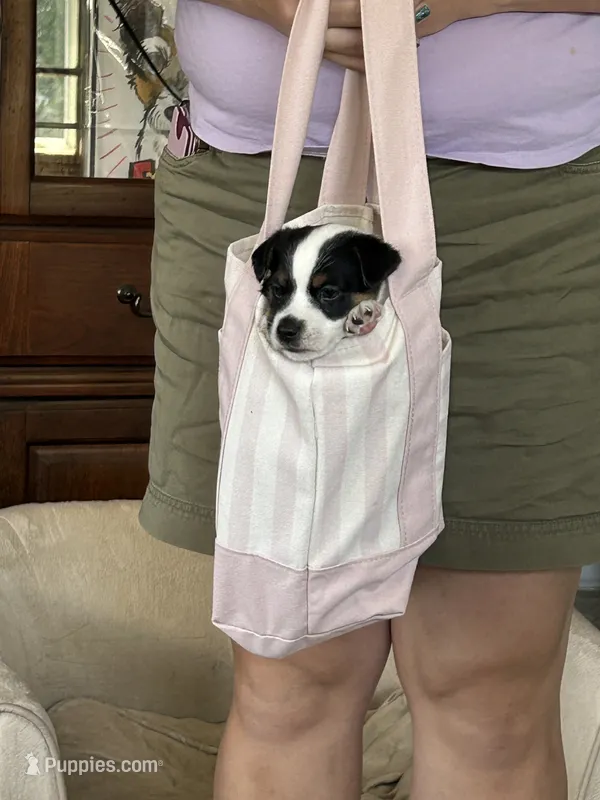 Rufus – Jack Russell Terrier puppy for sale in Chelmsford, MA