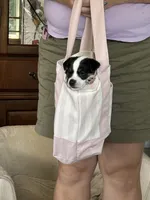 Rufus, a male Jack Russell Terrier for sale in Chelmsford, MA – 1 of 4