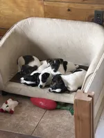 Rufus, a male Jack Russell Terrier for sale in Chelmsford, MA – 2 of 4