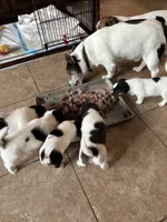 Rufus, a male Jack Russell Terrier for sale in Chelmsford, MA – 4 of 4