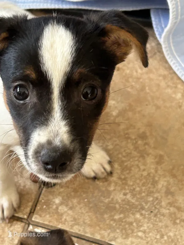 Junior – Jack Russell Terrier puppy for sale in Chelmsford, MA