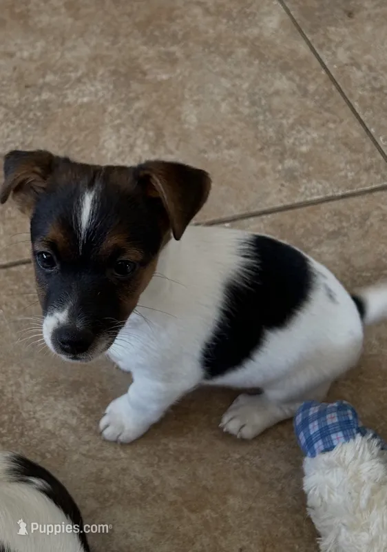 Jackie – Jack Russell Terrier puppy for sale in Chelmsford, MA