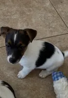Jackie, a female Jack Russell Terrier for sale in Chelmsford, MA – 1 of 1