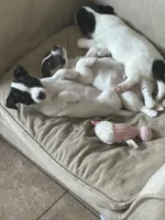 Rufus, a male Jack Russell Terrier for sale in Chelmsford, MA – 3 of 4