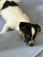 Junior, a male Jack Russell Terrier for sale in Chelmsford, MA – 2 of 2