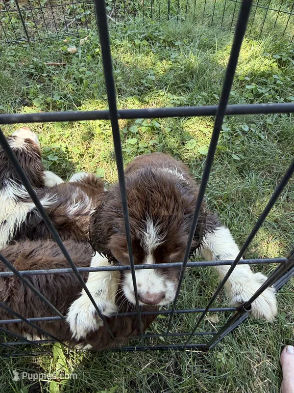 Iris – English Springer Spaniel puppy for sale in Schoolcraft, MI