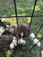 Iris, a female English Springer Spaniel for sale in Schoolcraft, MI – 1 of 4