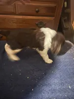 Roy, a male English Springer Spaniel for sale in Schoolcraft, MI – 3 of 4