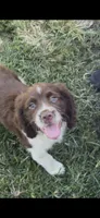 Iris, a female English Springer Spaniel for sale in Schoolcraft, MI – 1 of 4