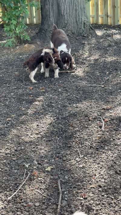 Iris, a female English Springer Spaniel for sale in Schoolcraft, MI – 4 of 4