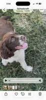 Iris, a female English Springer Spaniel for sale in Schoolcraft, MI – 3 of 4