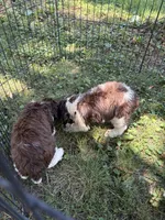 Patches, a male English Springer Spaniel for sale in Schoolcraft, MI – 5 of 5