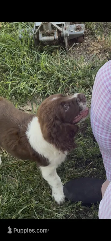 Roy – English Springer Spaniel puppy for sale in Schoolcraft, MI