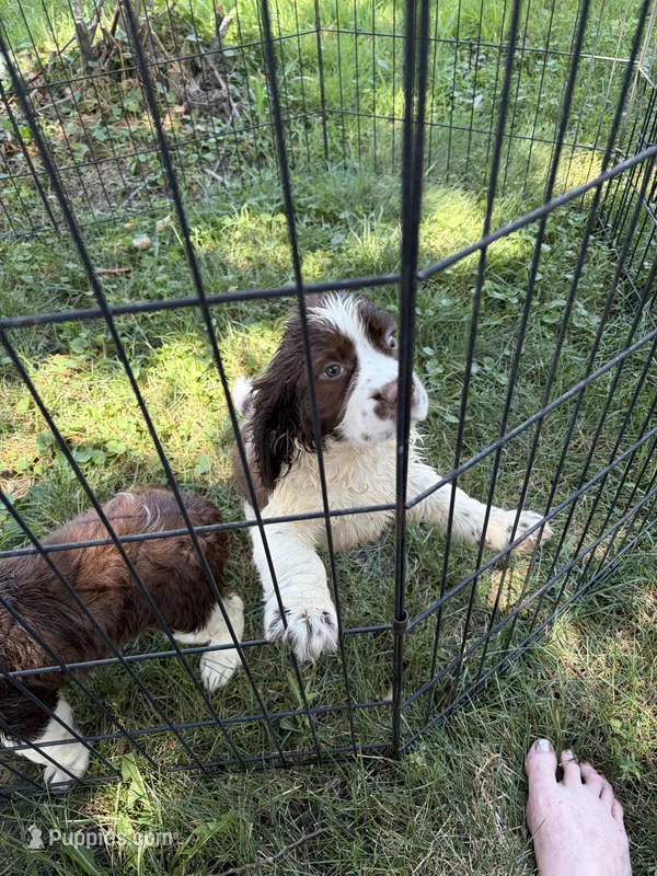 Patches – English Springer Spaniel puppy for sale in Schoolcraft, MI