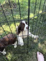 Patches, a male English Springer Spaniel for sale in Schoolcraft, MI – 1 of 5