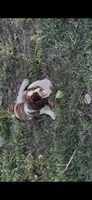 Patches , a male English Springer Spaniel for sale in Schoolcraft, MI – 1 of 3