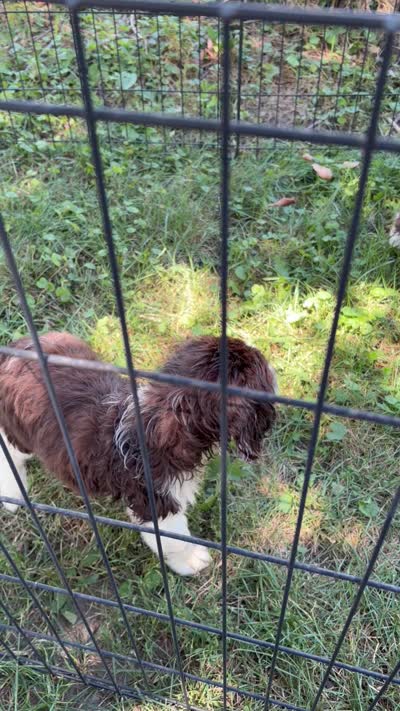 Iris, a female English Springer Spaniel for sale in Schoolcraft, MI – 4 of 4