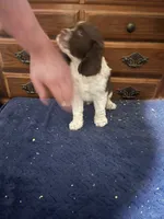 Roy, a male English Springer Spaniel for sale in Schoolcraft, MI – 4 of 4