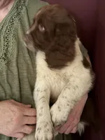 Roy, a male English Springer Spaniel for sale in Schoolcraft, MI – 3 of 6