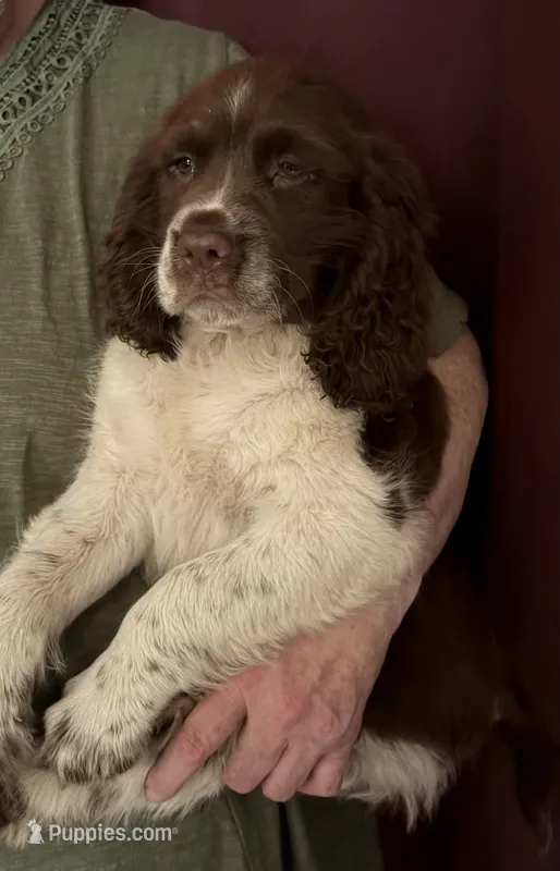 Roy – English Springer Spaniel puppy for sale in Schoolcraft, MI