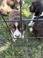 Iris, a female English Springer Spaniel for sale in Schoolcraft, MI – 2 of 4