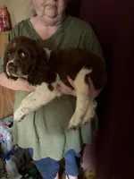 Roy, a male English Springer Spaniel for sale in Schoolcraft, MI – 4 of 6