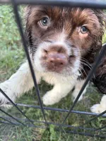 Roy, a male English Springer Spaniel for sale in Schoolcraft, MI – 2 of 4