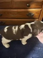 Patches, a male English Springer Spaniel for sale in Schoolcraft, MI – 2 of 5