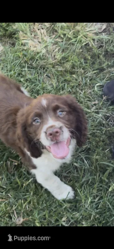 Iris – English Springer Spaniel puppy for sale in Schoolcraft, MI