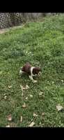 Roy, a male English Springer Spaniel for sale in Schoolcraft, MI – 3 of 4