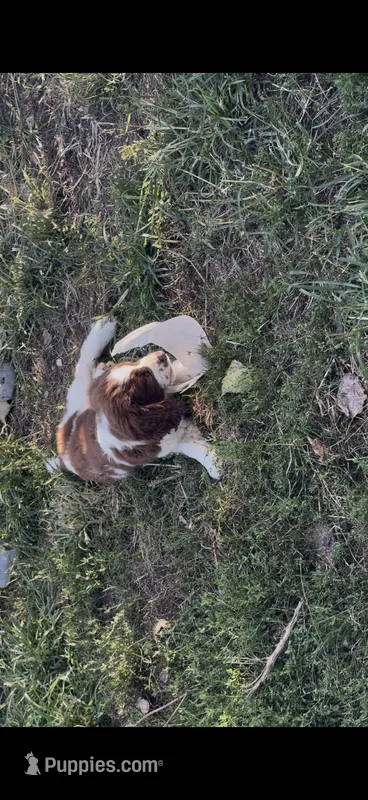 Patches – English Springer Spaniel puppy for sale in Schoolcraft, MI