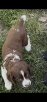 Iris, a female English Springer Spaniel for sale in Schoolcraft, MI – 2 of 4