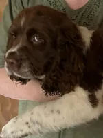 Roy, a male English Springer Spaniel for sale in Schoolcraft, MI – 2 of 6