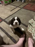 Patches, a male English Springer Spaniel for sale in Schoolcraft, MI – 4 of 5