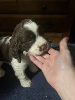 Patches, a male English Springer Spaniel for sale in Schoolcraft, MI – 3 of 5