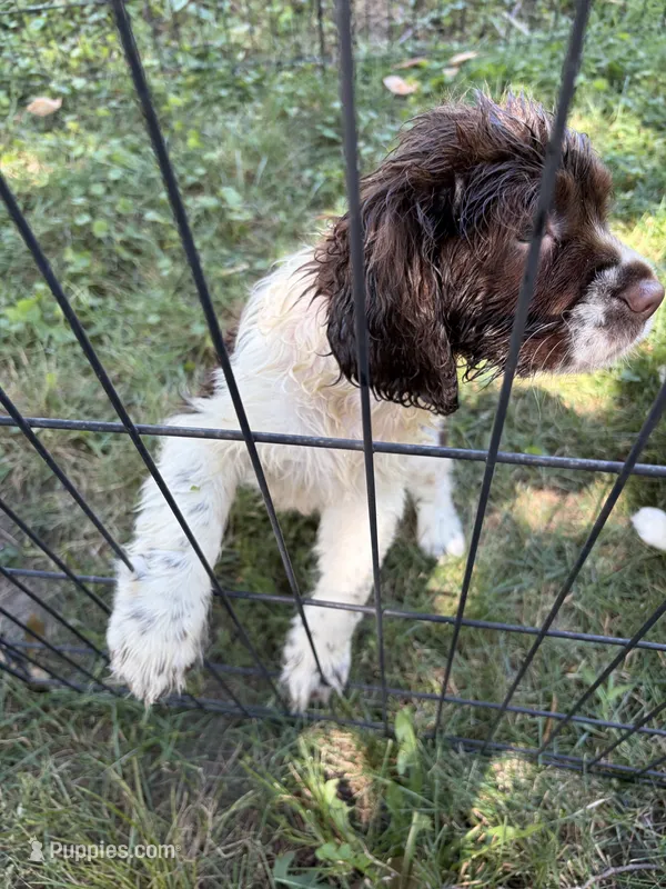 Roy – English Springer Spaniel puppy for sale in Schoolcraft, MI