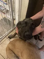 Jetta, a female Spanish Mastiff for sale in Slidell, LA – 2 of 7