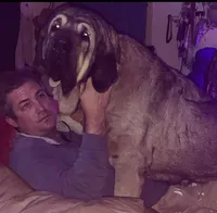 Jetta, a female Spanish Mastiff for sale in Slidell, LA – 6 of 7