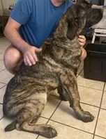 Jetta, a female Spanish Mastiff for sale in Slidell, LA – 1 of 7