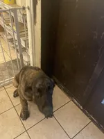 "7" seven, a female Spanish Mastiff for sale in Slidell, LA – 3 of 9