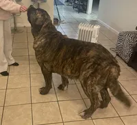"7" seven, a female Spanish Mastiff for sale in Slidell, LA – 5 of 9