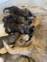 "7" seven, a female Spanish Mastiff for sale in Slidell, LA – 9 of 9