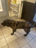 "7" seven, a female Spanish Mastiff for sale in Slidell, LA – 2 of 9
