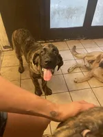 "7" seven, a female Spanish Mastiff for sale in Slidell, LA – 1 of 9