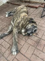 Lizzy, a female Spanish Mastiff for sale in Slidell, LA – 4 of 6