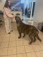 Jetta, a female Spanish Mastiff for sale in Slidell, LA – 4 of 7