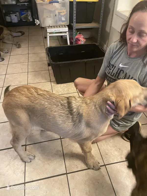 Lizzy – Spanish Mastiff puppy for sale in Slidell, LA